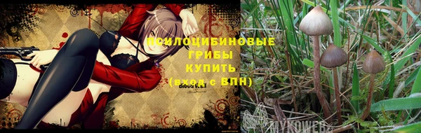 ПСИЛОЦИБИНОВЫЕ ГРИБЫ Абаза